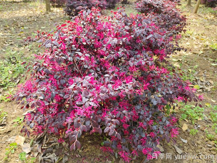 紅花繼木養(yǎng)護全攻略(圖2)