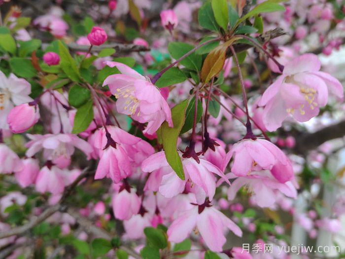 垂絲海棠和西府海棠有什么區(qū)別？(圖1)