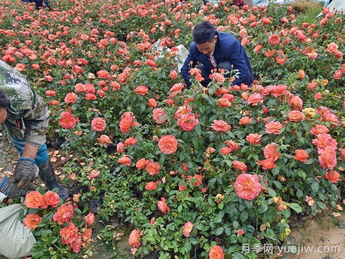 南陽(yáng)石橋2025年?duì)I養(yǎng)缽月季苗上市，工程采購(gòu)正當(dāng)時(shí)(圖3)