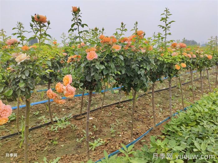 哪種樹狀月季開花多花期長？(圖1)