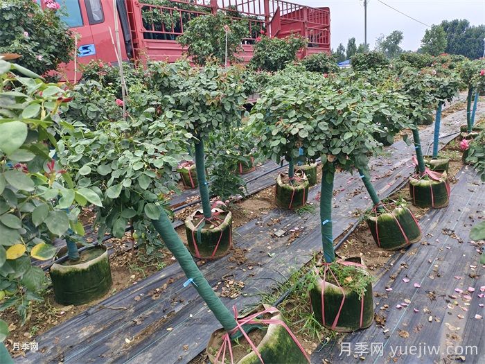 樹狀月季一手好貨，樹狀月季基地源頭廠家(圖3)