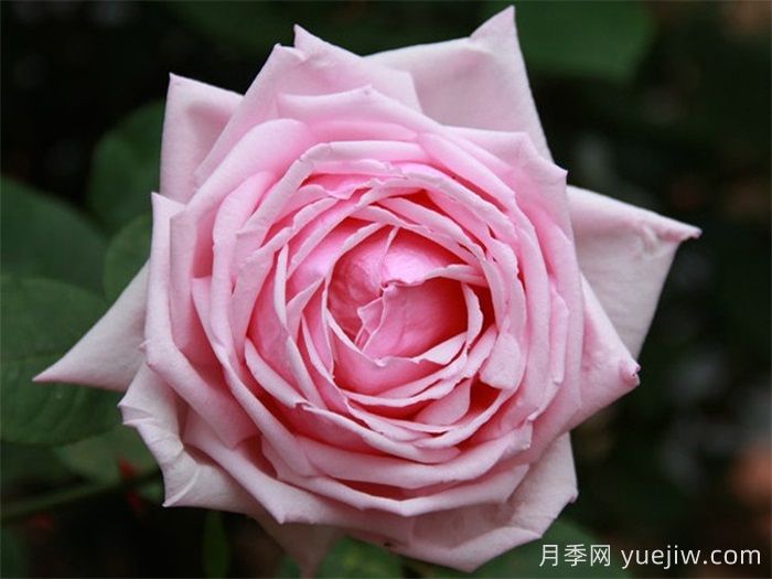 中國(guó)月季四大老種，你識(shí)得幾個(gè)？(圖2)
