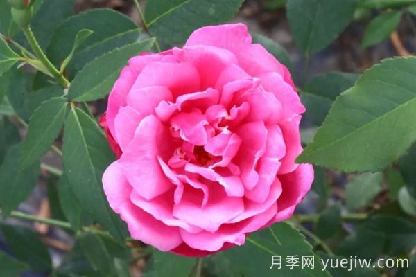 中國(guó)月季四大老種，你識(shí)得幾個(gè)？(圖3)