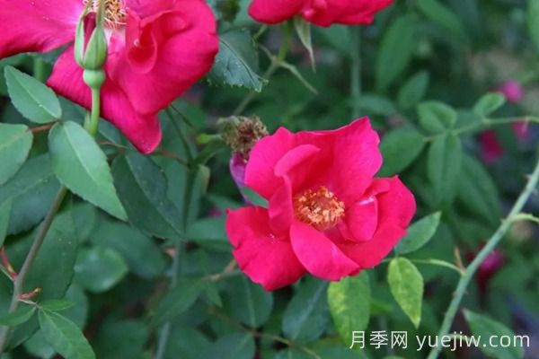 中國(guó)月季四大老種，你識(shí)得幾個(gè)？(圖4)