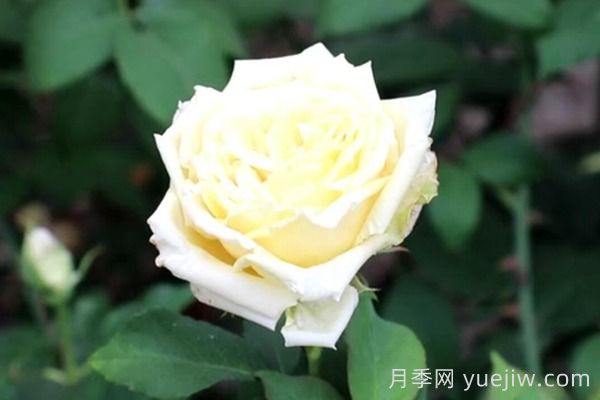 中國(guó)月季四大老種，你識(shí)得幾個(gè)？(圖5)