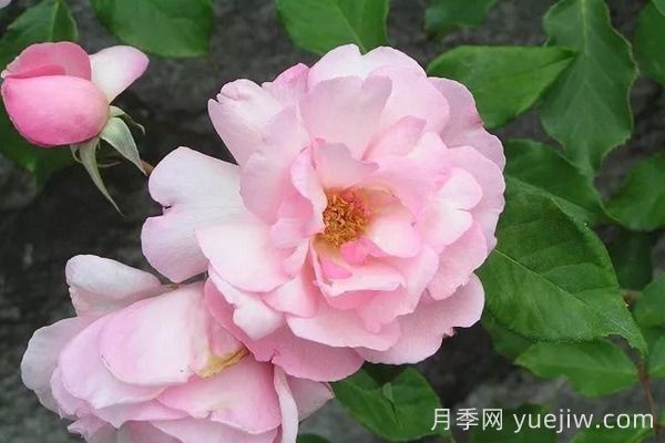 中國(guó)月季四大老種，你識(shí)得幾個(gè)？(圖6)