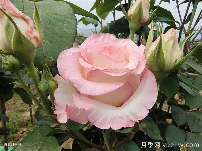 朱米莉亞月季/艾莎月季/愛莎玫瑰(圖1)