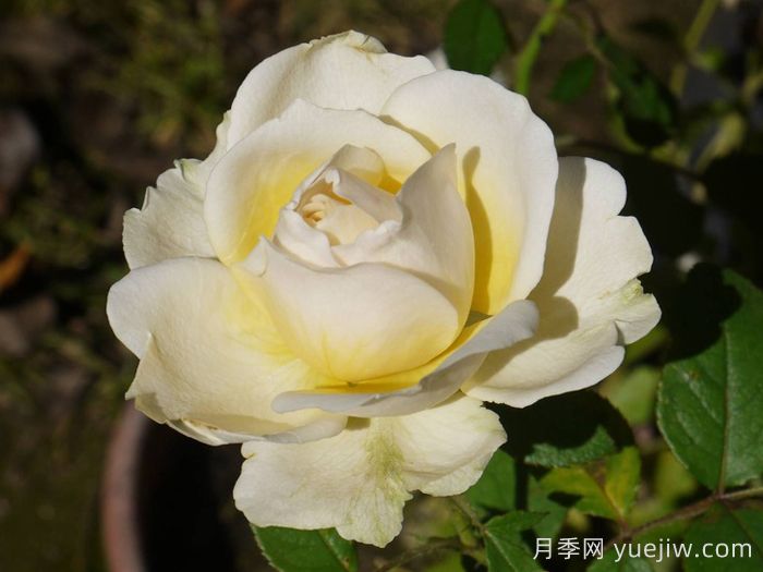 無限永遠(yuǎn)月季/英菲尼迪(圖2)