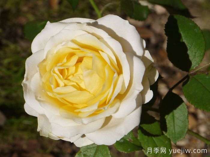 無限永遠(yuǎn)月季/英菲尼迪(圖1)
