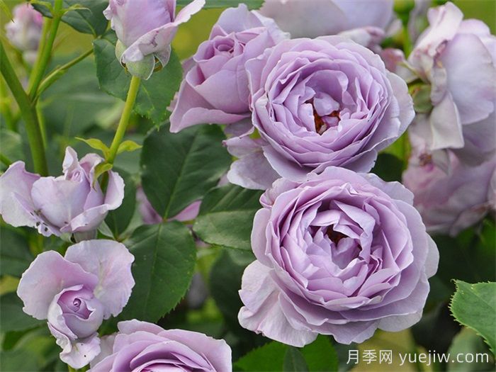藍色風(fēng)暴月季/暗戀的心(圖4)