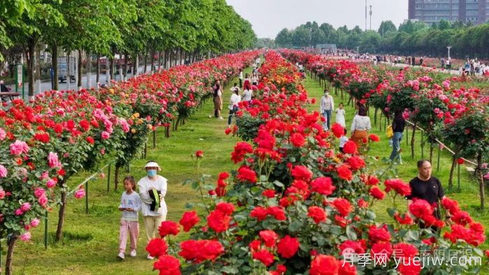 第三屆世界月季博覽會，南陽寶藏月季花打卡點(圖2)