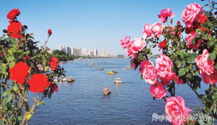 第三屆世界月季博覽會，南陽寶藏月季花打卡點(圖3)