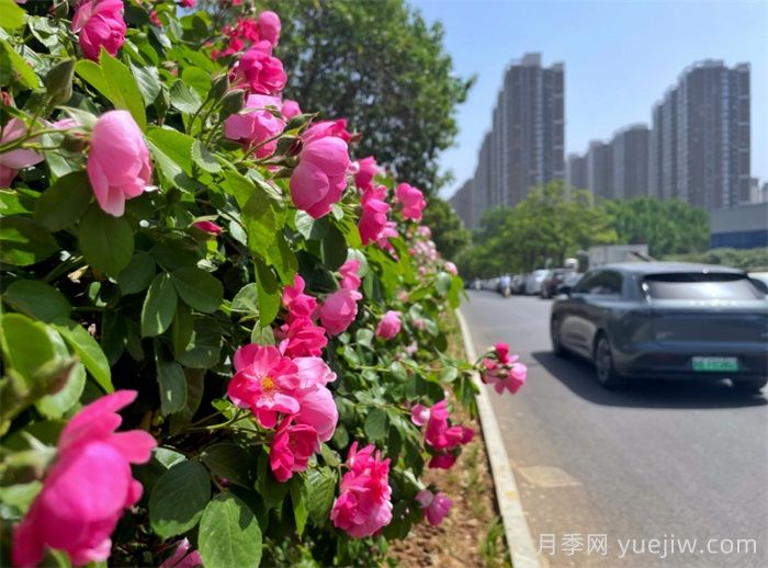 洛陽(yáng)：月季花開(kāi)香滿城，打卡地點(diǎn)送給你(圖2)
