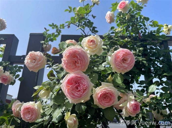 洛陽(yáng)：月季花開(kāi)香滿城，打卡地點(diǎn)送給你(圖3)