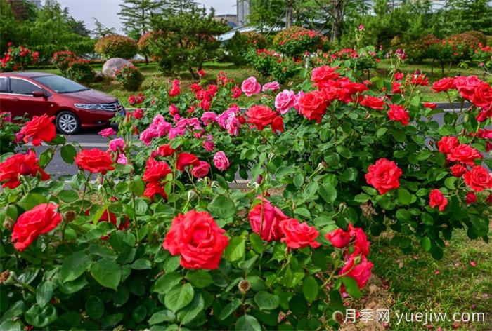 洛陽(yáng)：月季花開(kāi)香滿城，打卡地點(diǎn)送給你(圖4)