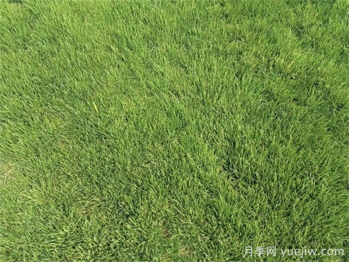 庭院草坪的日常精細(xì)化養(yǎng)護(hù)知識(shí)(圖1)