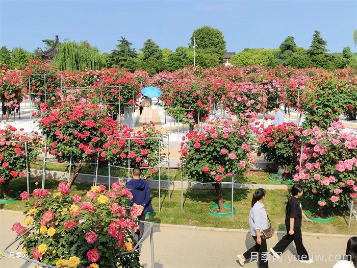 南陽月季：月季芬芳繪就文旅融合新畫卷(圖1)