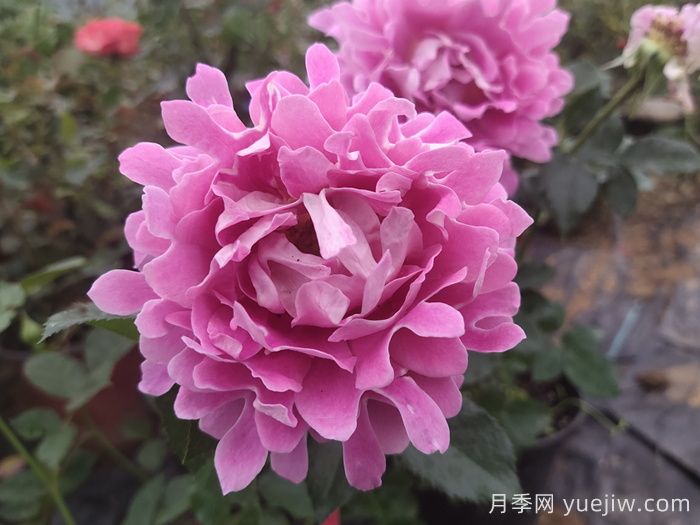 南陽月季：借直播東風(fēng)，產(chǎn)業(yè)迭代煥新(圖1)