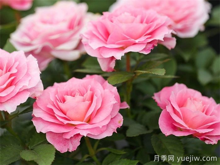 海神王陽臺月季和鈴之妖精月季，哪款更值得入手？(圖2)