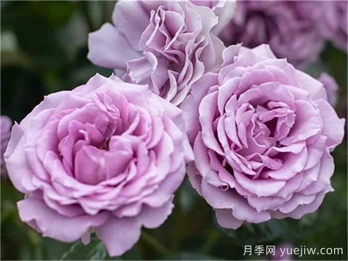 高級感拉滿的6款藍紫色月季(圖2)