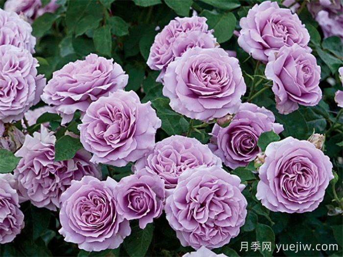 高級感拉滿的6款藍紫色月季(圖3)