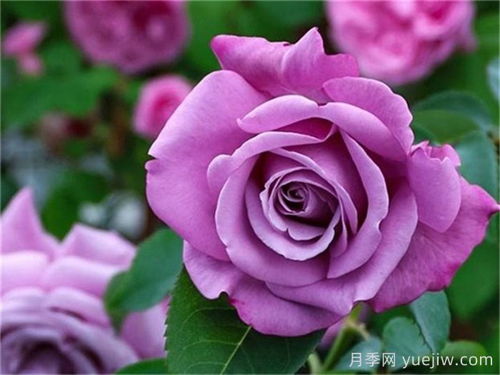 高級感拉滿的6款藍紫色月季(圖1)
