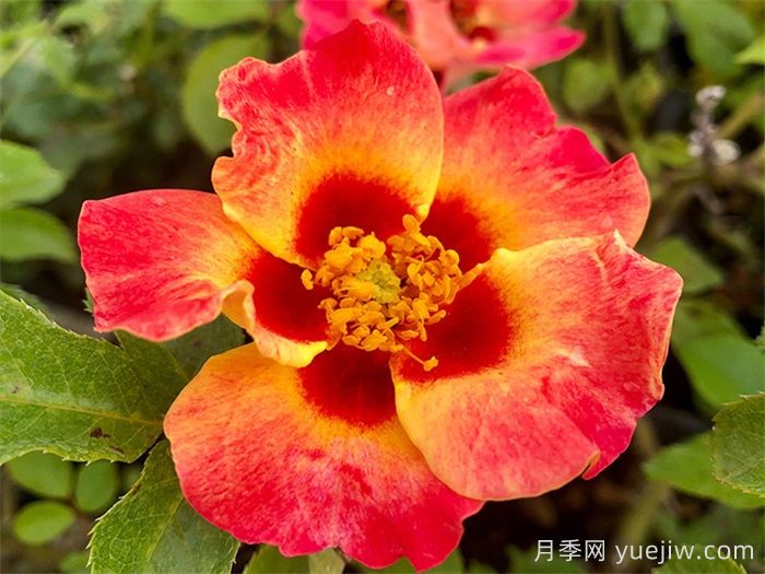 單瓣月季也迷人，推薦5個(gè)單瓣月季品種(圖1)