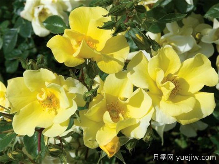 單瓣月季也迷人，推薦5個(gè)單瓣月季品種(圖2)