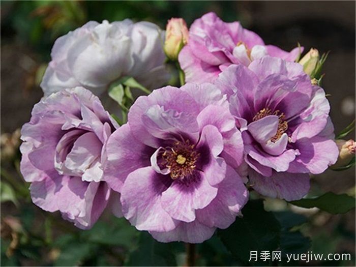 單瓣月季也迷人，推薦5個(gè)單瓣月季品種(圖3)