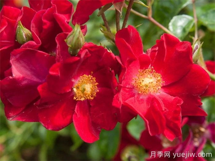 單瓣月季也迷人，推薦5個(gè)單瓣月季品種(圖4)