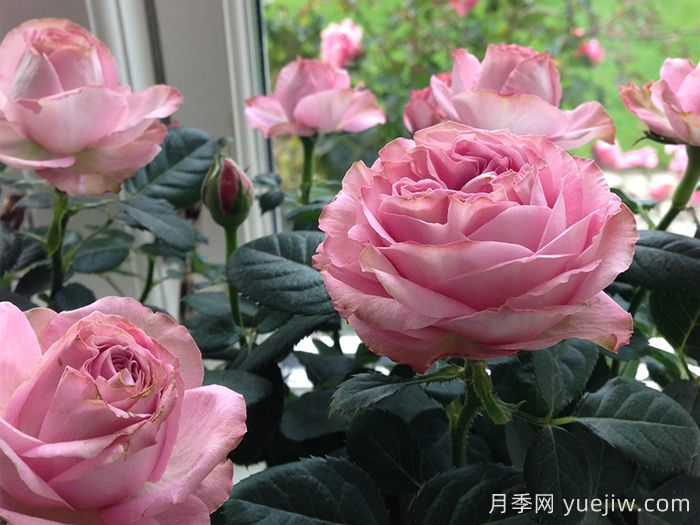 無限粉紅月季/粉色無限月季(圖2)