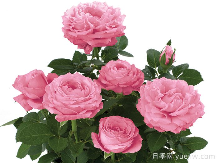 無限粉紅月季/粉色無限月季(圖1)