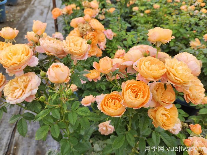 ***齊全的適合陽臺(tái)養(yǎng)的月季品種系列(圖2)