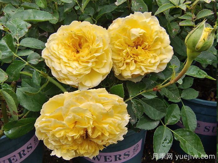 ***齊全的適合陽臺(tái)養(yǎng)的月季品種系列(圖3)