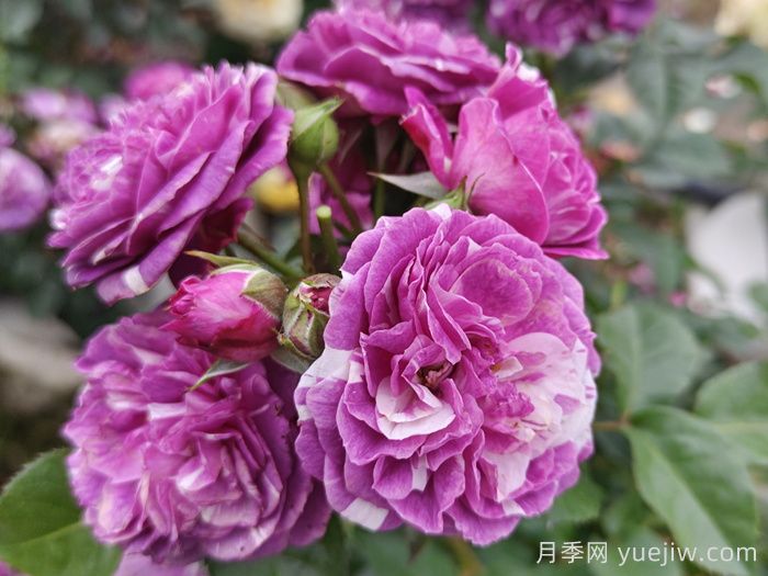 ***齊全的適合陽臺(tái)養(yǎng)的月季品種系列(圖4)