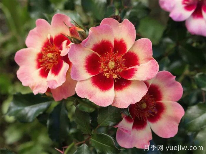 ***齊全的適合陽臺(tái)養(yǎng)的月季品種系列(圖5)