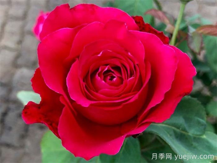 ***齊全的適合陽臺(tái)養(yǎng)的月季品種系列(圖6)