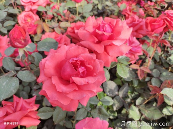 月季花在中國有哪些受歡迎的品種？(圖1)