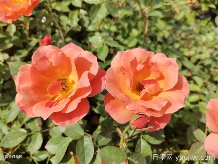 紅從容月季/紅叢蓉月季(圖3)