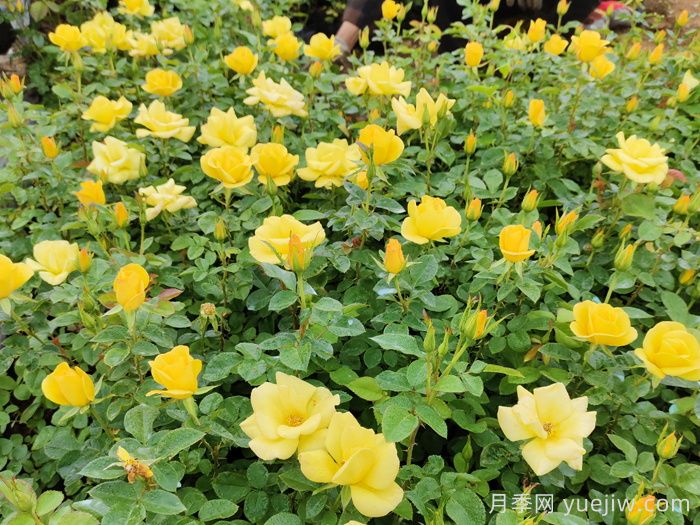 月季多開花的養(yǎng)護要點(圖2)