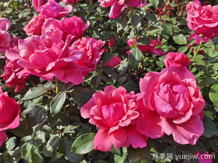 月季花：此花無日不春風(圖1)