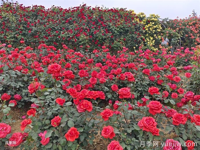 月季花：此花無日不春風(圖2)