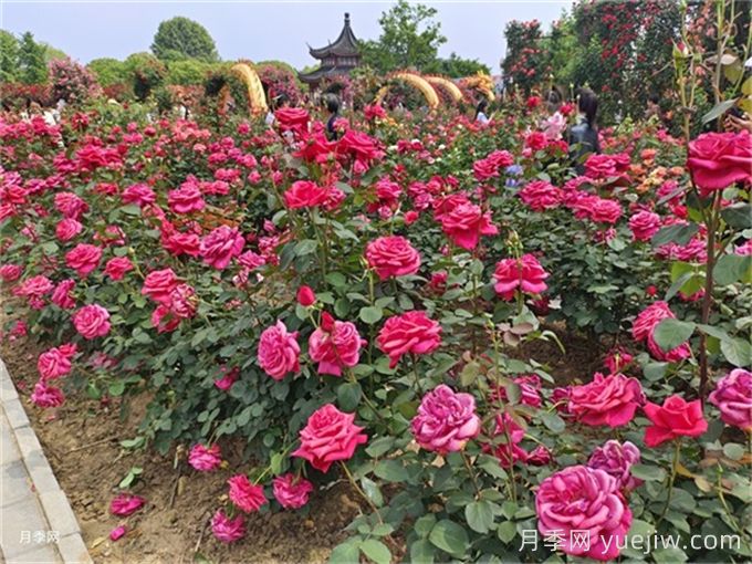 月季花：此花無日不春風(圖3)