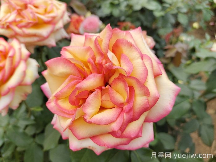 想要月季多開花、花質(zhì)好？學(xué)會(huì)這三點(diǎn)(圖1)