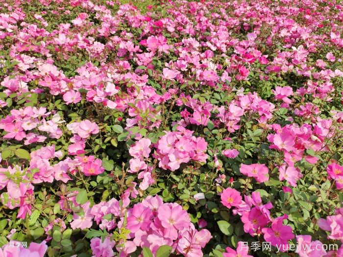想要月季多開花、花質(zhì)好？學(xué)會(huì)這三點(diǎn)(圖2)