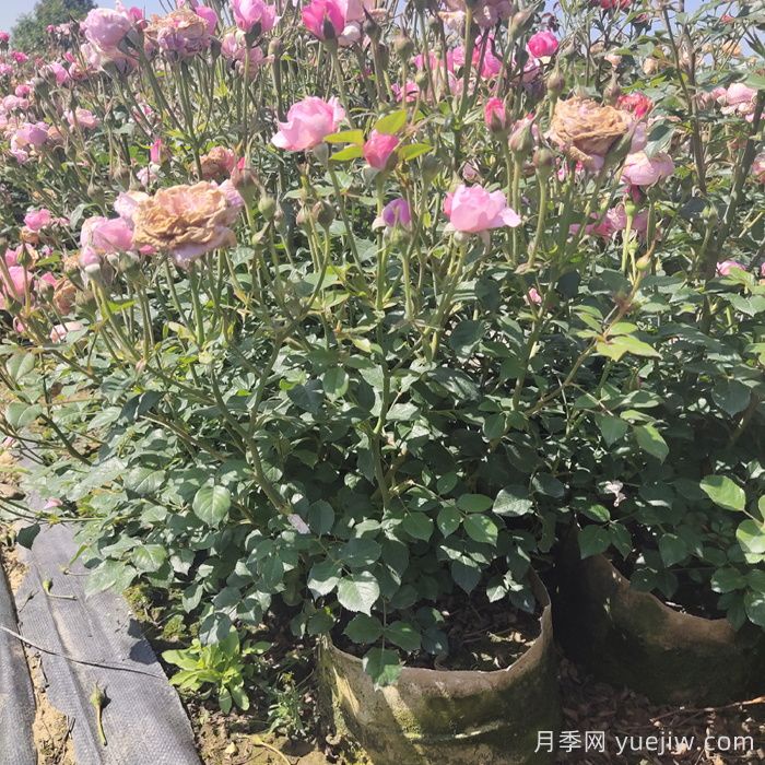 月季花期為什么有長有短？(圖2)