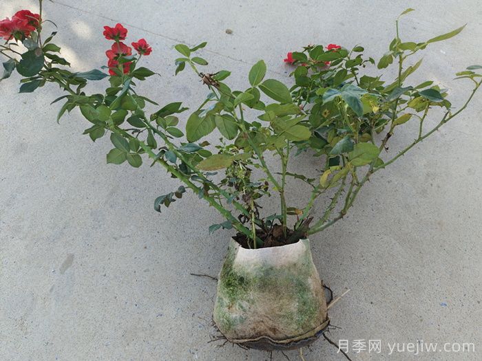 月季花越長越差的原因分析(圖2)