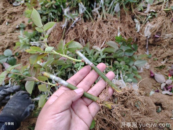 南陽月季牙簽苗的養(yǎng)護(hù)方法(圖1)