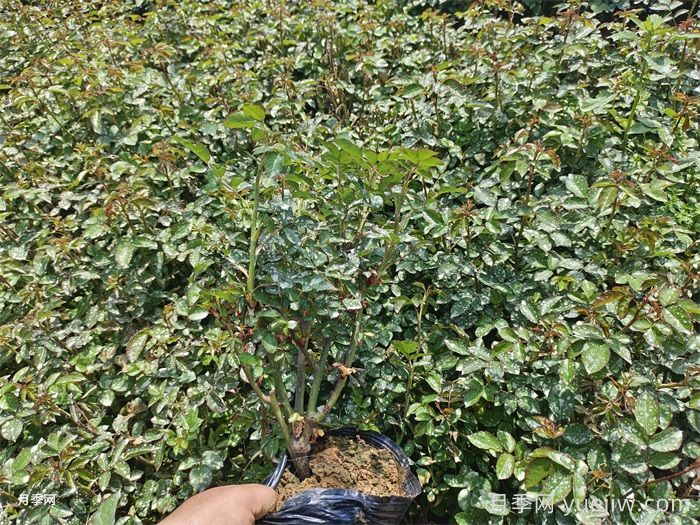 月季小苗要剪掉花苞嗎？如何多分枝(圖1)