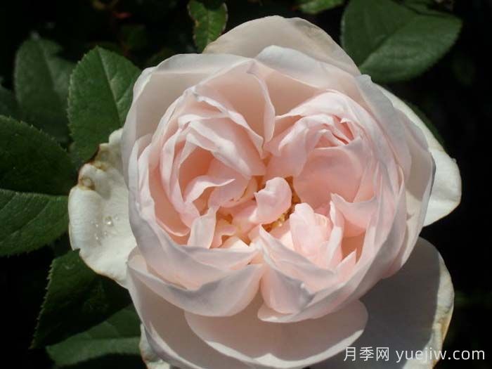 貢索利蓋塔諾月季(圖1)